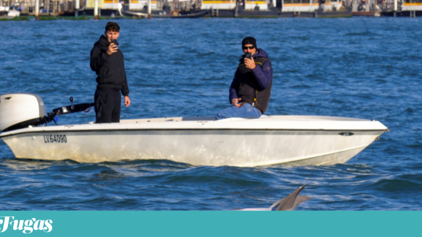 Veneza protege golfinho solitário com código de conduta