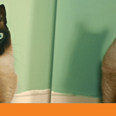 IndieLisboa apoia a presença de um gato no festival