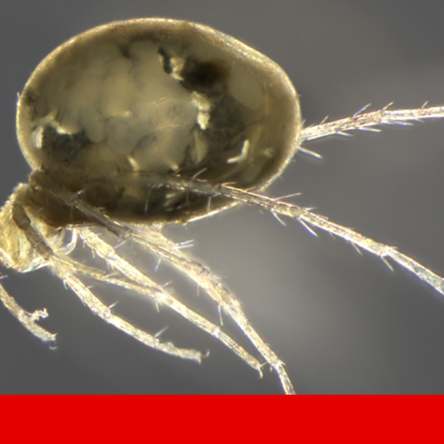 Nova espécie de ácaro aquático descoberta pelos cientistas no Norte do país