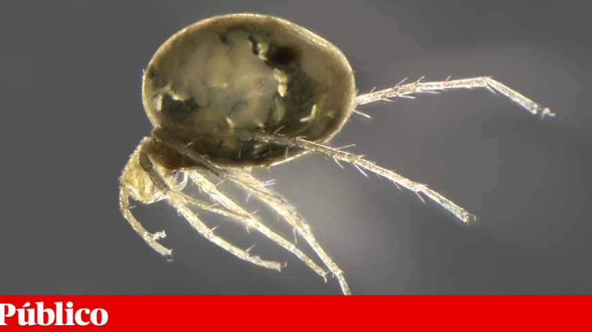 Nova espécie de ácaro aquático descoberta pelos cientistas no Norte do país