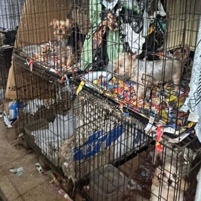 Autoridades resgatam 300 animais de fábrica de cães da moda
