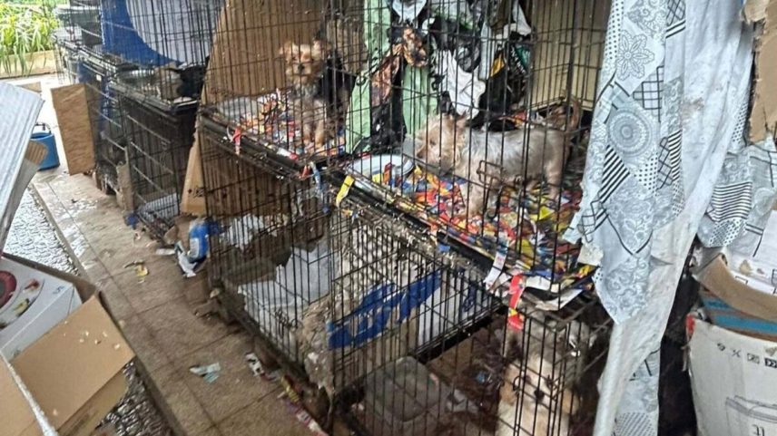 Autoridades resgatam 300 animais de fábrica de cães da moda