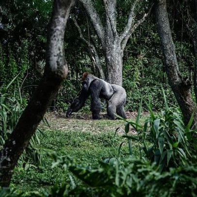 Ruanda: efeito Attenborough aumenta o turismo de gorilas
