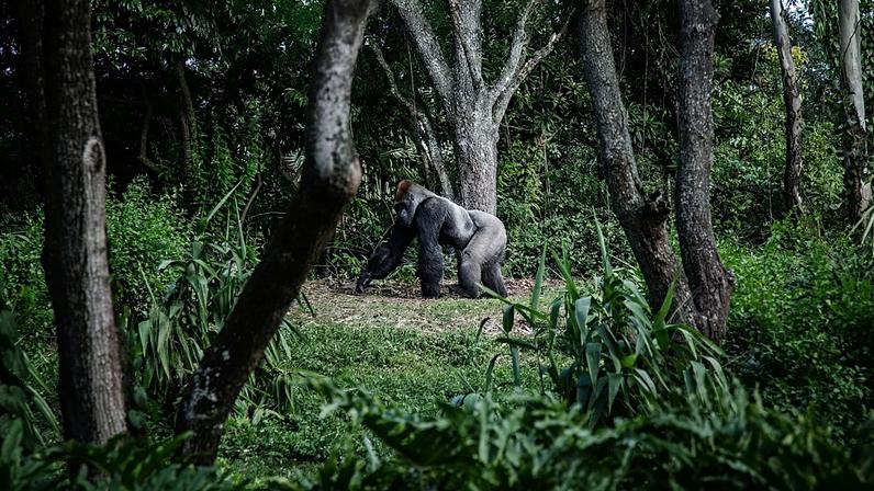 Ruanda: efeito Attenborough aumenta o turismo de gorilas