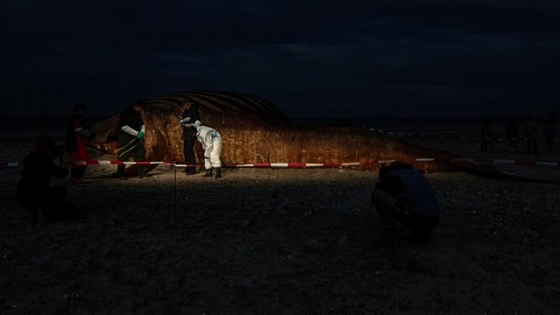 Cientistas em torno do cadáver de «Timmy», a baleia-jubarte