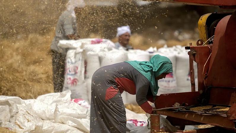FICHEIRO. Um agricultor supervisiona um moinho de trigo numa exploração agrícola na província de Al-Sharqia, no delta do Nilo, Egito, maio de 2022