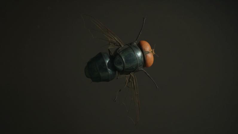 Parasita carnívoro detetado no Texas, primeiro caso desde 1966