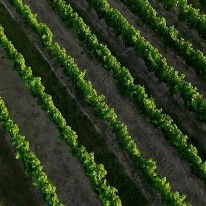 França enfrenta vaga de calor que pressiona agricultura, escolas e saúde