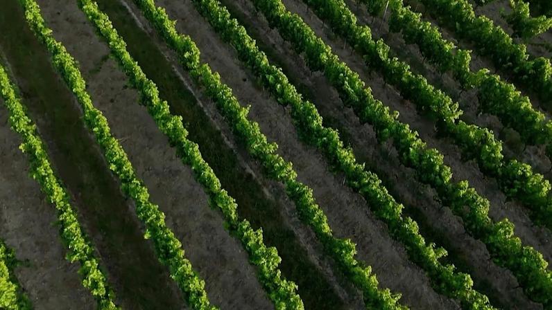 Trabalhadores nas vinhas da região de Bordéus