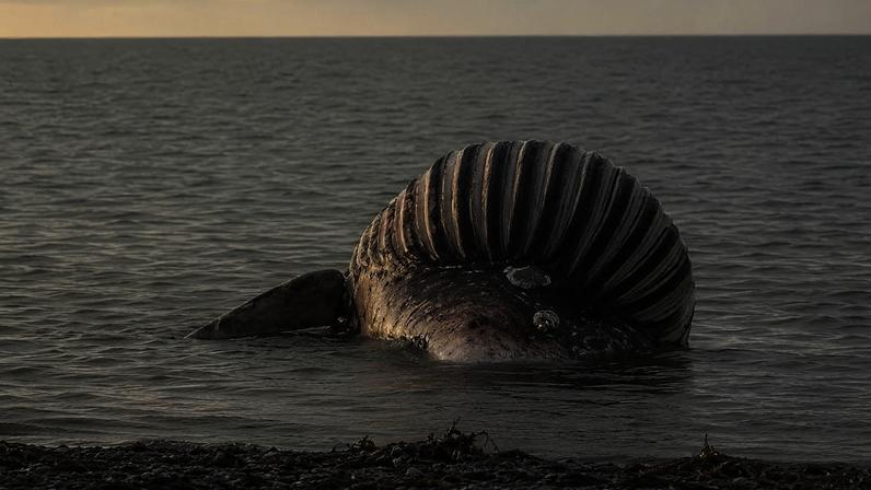 Dá à costa baleia morta