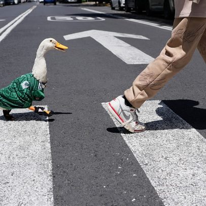 Pato Merlin é mascote viral do Mundial no México