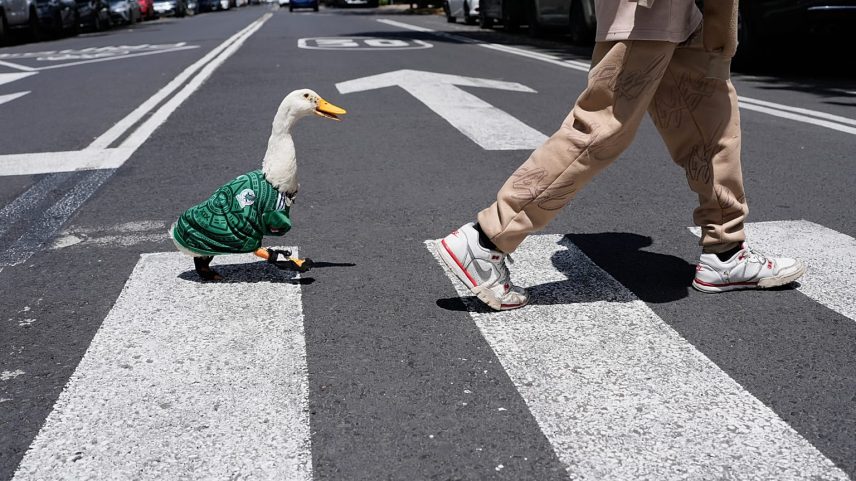 Pato chamado Merlin, envergando camisola da seleção mexicana de futebol, segue o tratador Cristian Gomez enquanto atravessam rua na Cidade do México.