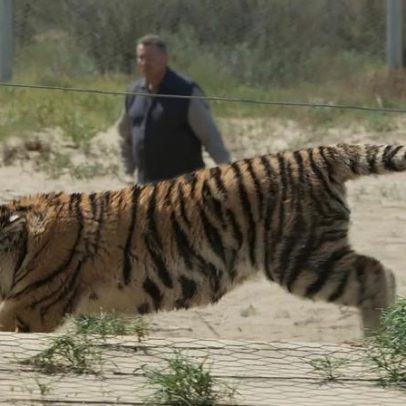 Cazaquistão liberta tigres de Amur para recuperar a espécie turaniana extinta