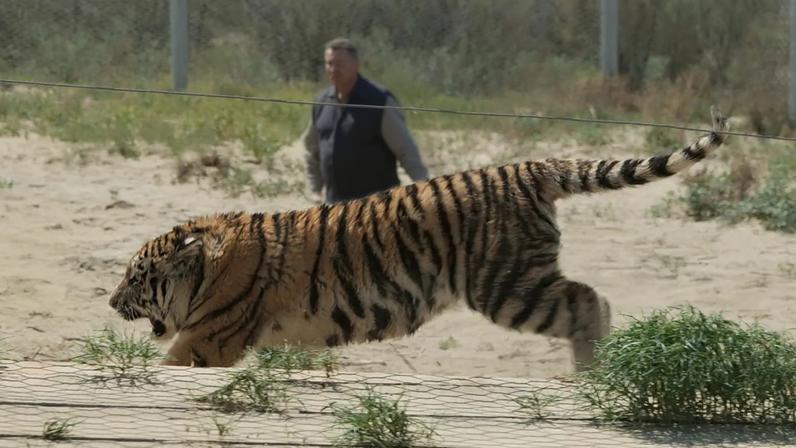 Cazaquistão liberta tigres de Amur para recuperar a espécie turaniana extinta