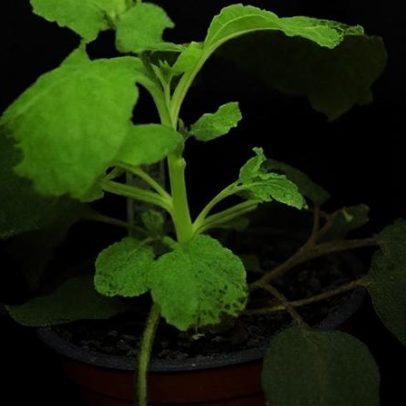 Plantas que brilham no escuro indicam pragas nas culturas agrícolas