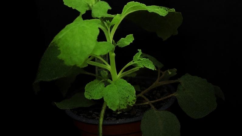 Plantas que brilham no escuro indicam pragas nas culturas agrícolas
