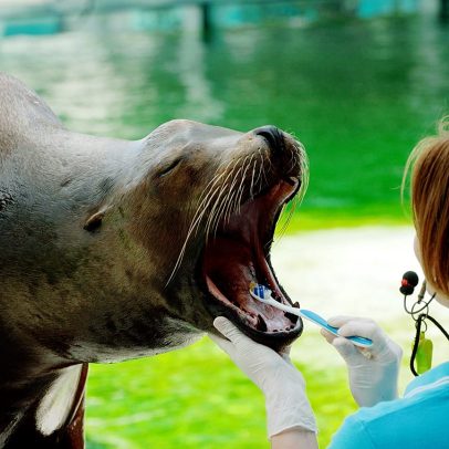 Vídeo: foca em jardim zoológico da Hungria escova os dentes