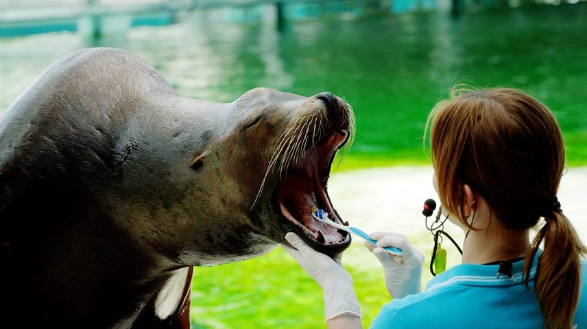 Vídeo: foca em jardim zoológico da Hungria escova os dentes