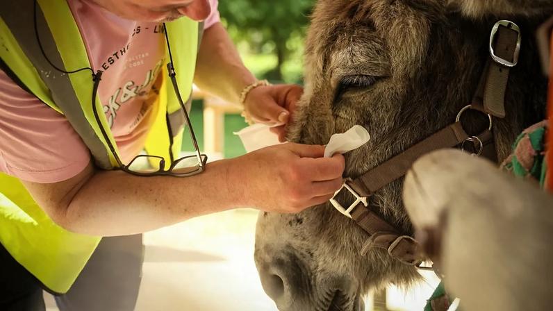 ARQUIVO – Paciente com perturbações mentais limpa os olhos de um burro durante sessão de terapia com animais. Paris, 29 de maio de 2026.