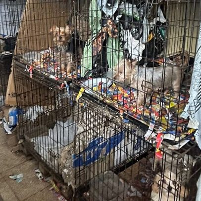 Mais de 300 cães resgatados em megaoperação contra maus-tratos