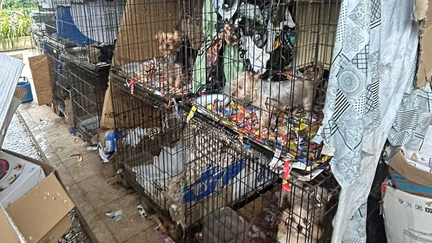 Mais de 300 cães resgatados em megaoperação contra maus-tratos