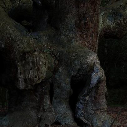 Carvalho milenar de Sherwood ligado a Robin Hood declarado morto