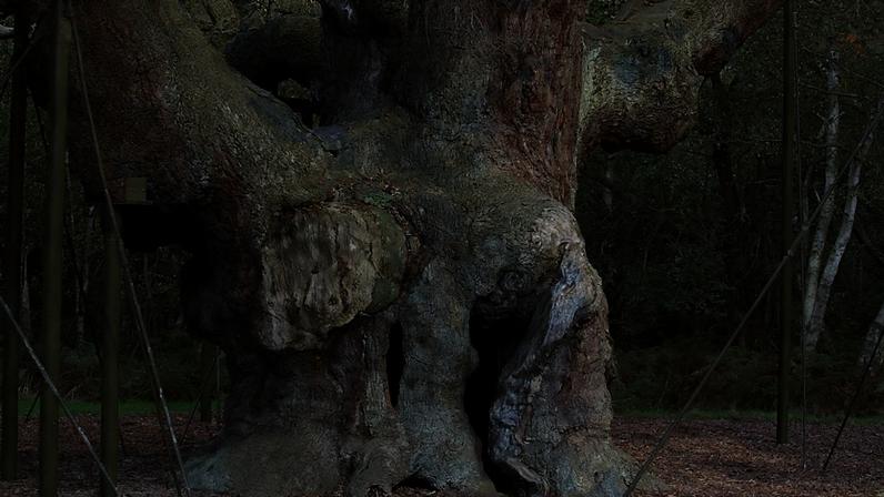 Carvalho milenar de Sherwood ligado a Robin Hood declarado morto