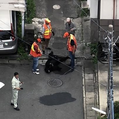 Japão: urso capturado após vaguear pela cidade