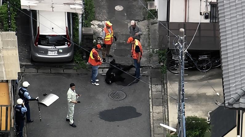 Capturam urso em cidade japonesa após vários dias de caça