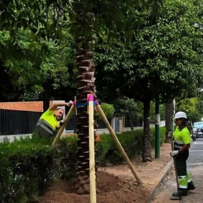 Sevilha instala chips em palmeiras após roubo de cerca de dez árvores