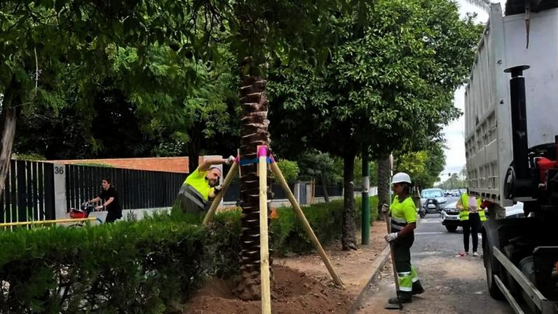 Sevilha instala chips em palmeiras após roubo de cerca de dez árvores