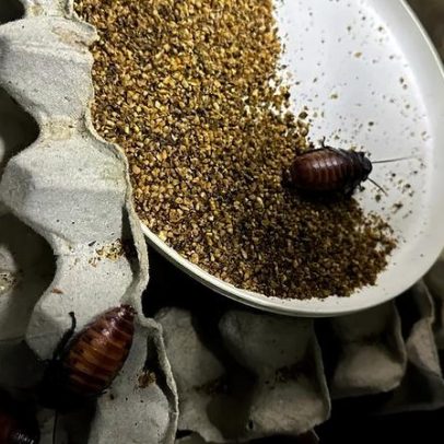 Autoridades australianas apreendem mais de 100 mil baratas exóticas vivas