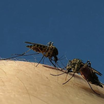 Google planeia usar mosquitos benéficos para travar doenças fatais