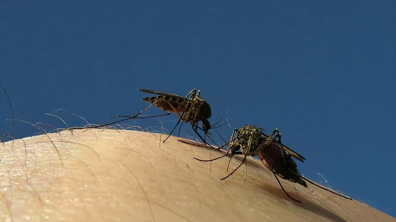 Google planeia usar mosquitos benéficos para travar doenças fatais