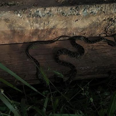 Praga de cobras ameaça as Ilhas Baleares