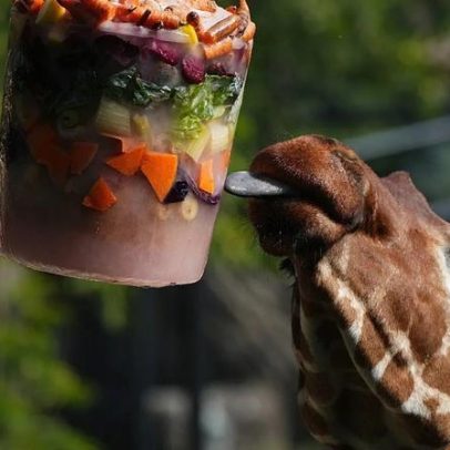 Sobremesas frias e piscinas ajudam animais do zoo de Roma a suportar calor