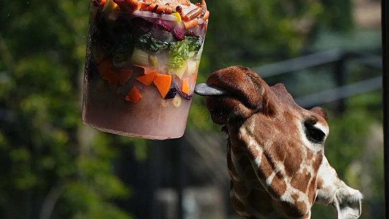 Sobremesas frias e piscinas ajudam animais do zoo de Roma a suportar calor