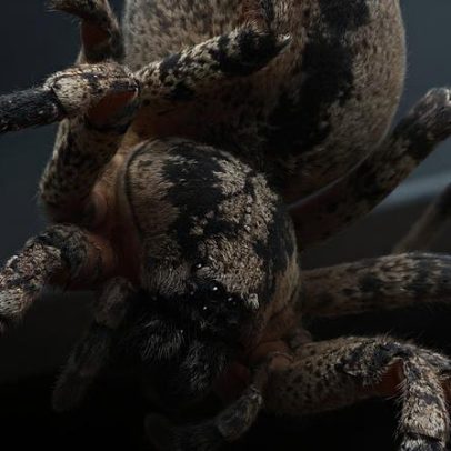 Aranha Nosferatu: como agir em caso de picada e avistamentos no Báltico