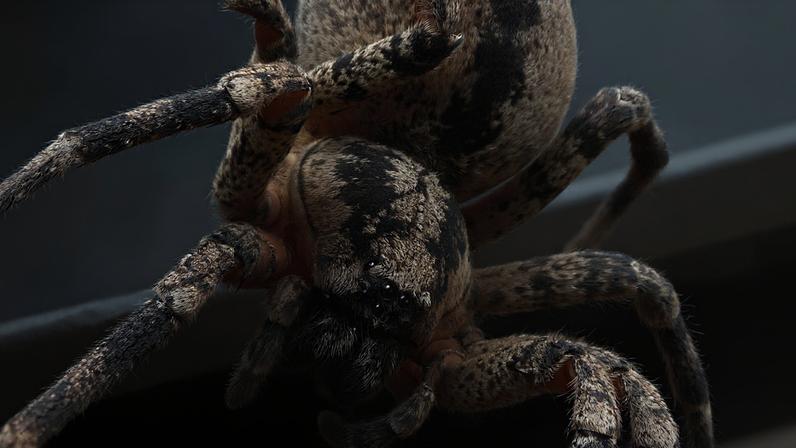 Aranha Nosferatu: como agir em caso de picada e avistamentos no Báltico