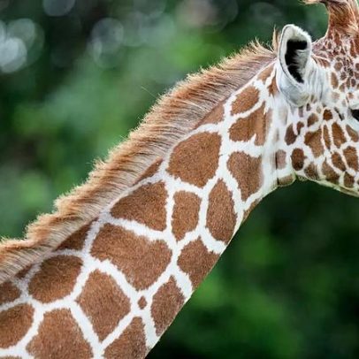Dinamarca: nasce nova girafa num jardim zoológico