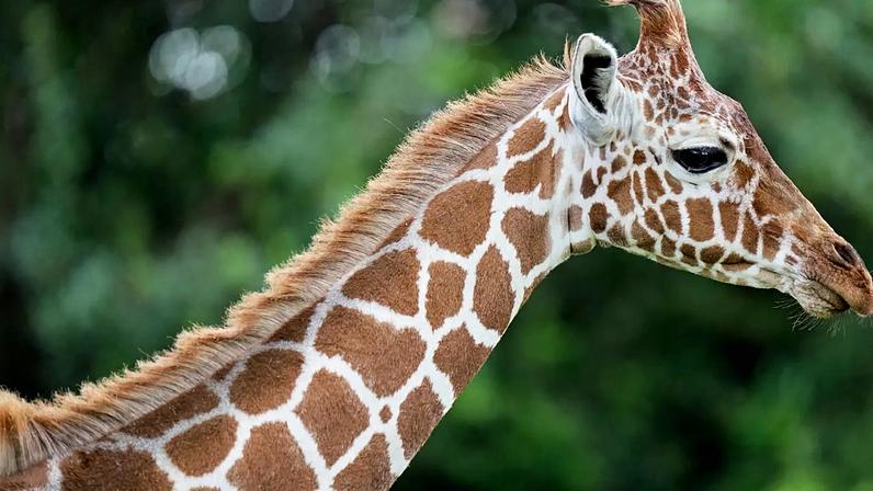 Dinamarca: nasce nova girafa num jardim zoológico
