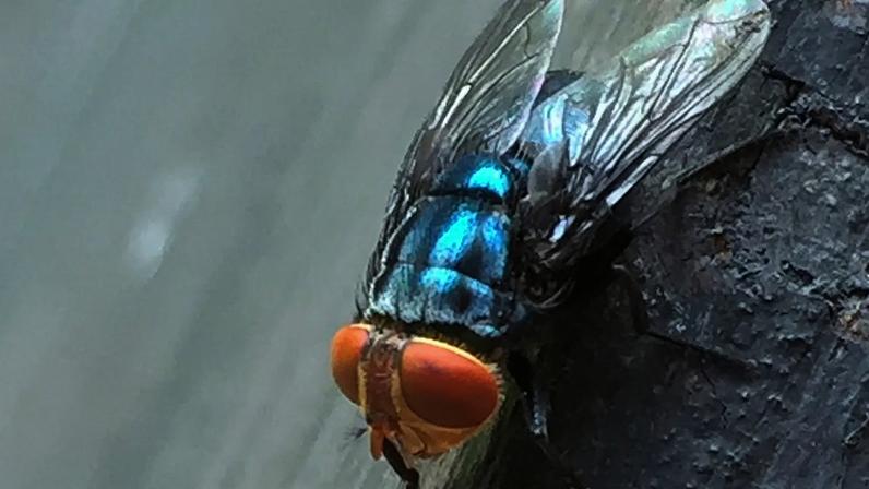 Arquivo - Mosca adulta da bicheira-do-novo-mundo pousa nesta fotografia sem data.