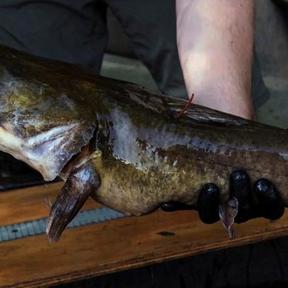 Pescador captura siluro de 2,5 metros e quebra recorde