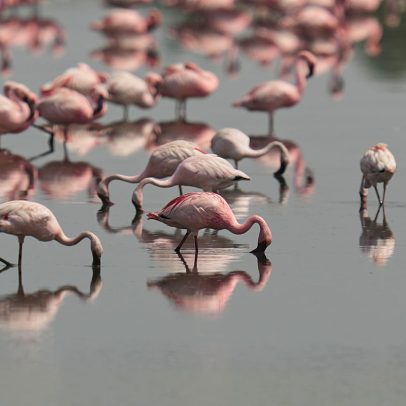Flamingos invadem lagoa de Veneza após projeto UE de zonas húmidas