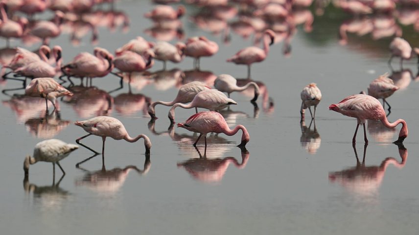 Um bando de flamingos alimenta-se num riacho enquanto as aves migratórias se instalam no seu habitat sazonal húmido em Navi Mumbai, Índia, 2 junho 2026.