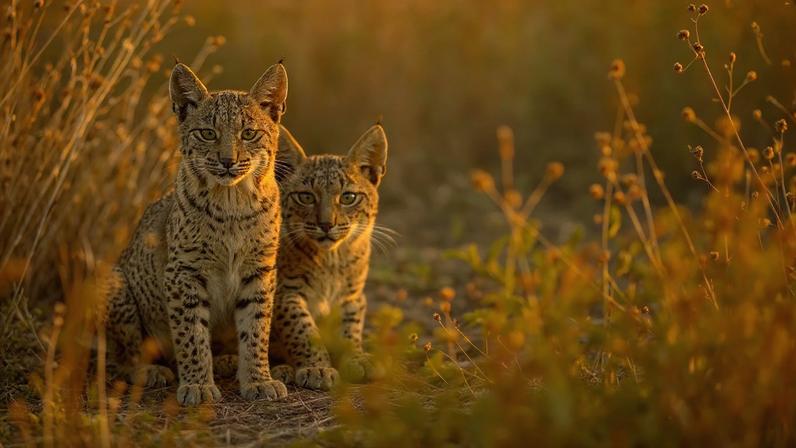 Crias de lince-ibérico observam atentamente os arredores do Parque Nacional de Doñana, em Aznalcázar, Espanha, a 4 de outubro de 2018.