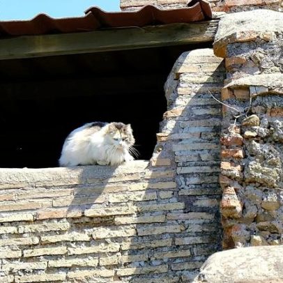 Nova corrida turística em Roma leva visitantes aos gatos da Cidade Eterna