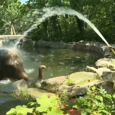 Elefantes e ursos do zoo de Berlim refrescam-se em vídeo