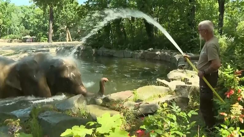 Elefantes e ursos do zoo de Berlim refrescam-se em vídeo