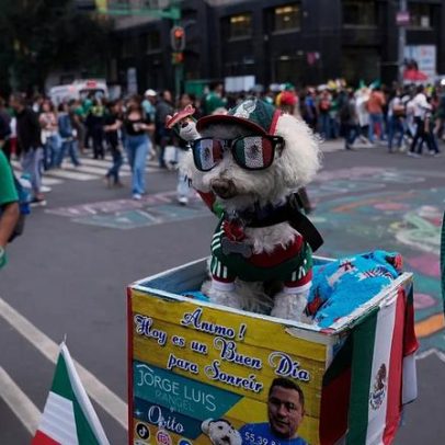 Cão resgatado Osito conquista adeptos após vídeo mundial
